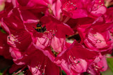 Fototapeta  - Bee on red flower