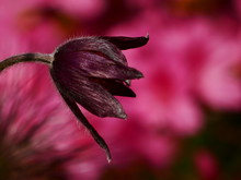 Close Up Of Pink Rose