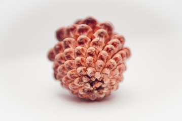 Pine cones isolated on white background