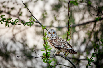 big owl sits on a tree branch