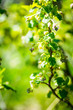 © maxandrew - Blosoming currant bush. Selective focus.