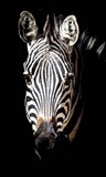 Fototapeta Zebra - Portrait Of Zebra Against Black Background