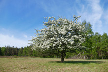 Blooming Hawthorn Tree Under A Blue Sky
