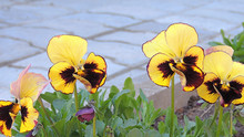 Yellow Pansies On The Background Of A Path Of Wild Stone.