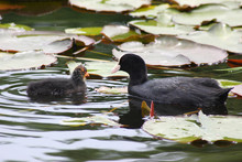 The Bird Coots In The Spring
