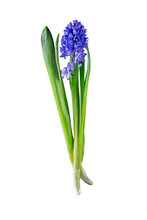 Blue Hyacinth Isolated On Black Background