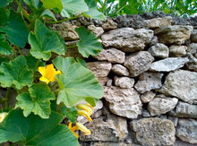 A Stalk Of Pumpkins With Yellow Flowers And Fresh Large Green Leaves On A Background Of A Gray Wall Of Stones. Vegetable Garden In The Household. Copy Space For Text. Plants, Nature.
