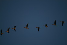 Flock Of Geese Flying In Sky
