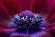 Detail Of Purple Anemone