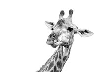 Portrait Of A Giraffe