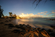 Greenback Turtles (Chelonia Mydas) On Baldwin Beach, Maui Island, Hawaii, United States Of America, North America