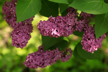 Wall Mural - Purple lilac in spring garden