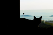 Animals In Quarantine. Cat Sitting In Front Of The Window Watching Out. Silhouette Of Cat. Coronavirus