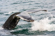 Island, Norðurland eystra, Flossen eines Wals über Wasser, Unterwegs auf Walsafari