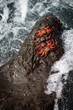 © ONEWORLD PICTURE - Ecuador, Provinz Galápagos, Isla San Cristobal, Küstenwanderung auf San Cristobal (Galapagos). Die roten Klippenkrabben trotzen der starken Brandung