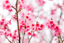 Japan, Okinawa-ken, Nakagami-gun, Kirschblüten Auf Okinawa, Dunkle Kirschblüte, Sakura