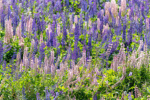 Lupinus, Lupin, Lupine Field With Pink Purple And Blue Flowers. Bunch Of Lupines Summer Flower Background