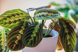 Fototapeta  - Close-up on the leafs of a prayer plant (maranta leuconeura var erythroneura) in white pot in a sunny urban apartment with other plants in the background.