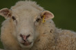 owca hodowlana portret