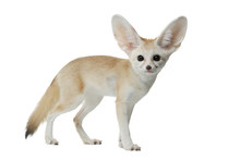 Fennec Fox On A White Background In Studio