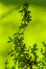 Wall Mural - Green branch with small leaves with shadows behind it. Natural background with copy space