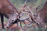 Jeleń szlachetny walka młodych