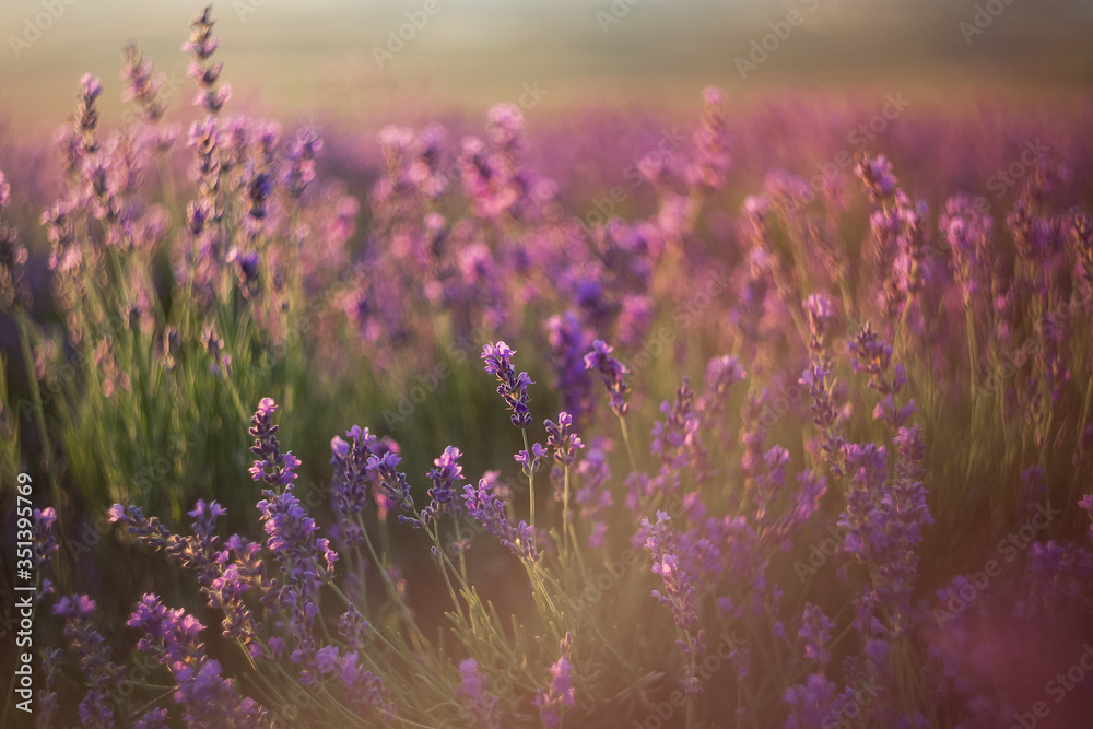 Lavender close-up on a blurry background. Selective and soft focus. The lavender field blooms in summer. Image of lavender with a copy of the space for prints, decor, Wallpaper, posters. - obrazy, fototapety, plakaty 