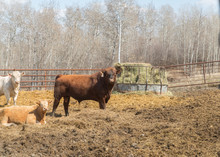 Red Angus Bull In A Pen With A Few Cows