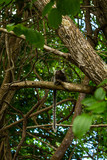 Fototapeta  - Little monkey in a tree. Furry mammal animal in its shelter.