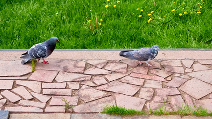 Lovely wild city pigeons bird live in urban environment color