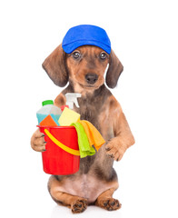 Poster - Cleaning concept. Dachshund puppy wearing blue cap holds bucket with washing fluids in it paw. isolated on white background