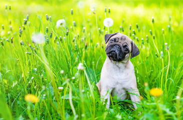 Aufkleber - Curious pug puppy sits on summer green grass and looks and camera tilting head. Empty space for text