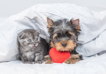  Yorkshire terrier puppy hugs red heart and lies near kitten under warm blanket at home