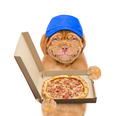 Poster - Smiling puppy wearing blue cap holds the box with pizza. isolated on white background