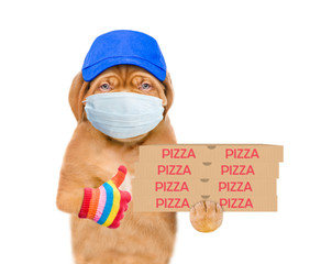 Poster - Pizza delivery dog wearing medical protective mask and blue cap holds pizza boxes and shows thumbs up gesture. isolated on white background
