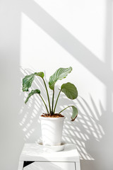 Wall Mural - calathea orbifolia by a white wall