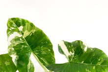 Heart Shaped Alocasia Leaves On White Background
