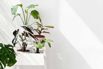 Wall Mural - tropical plants by a white wall with window shadow