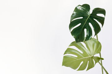 Wall Mural - monstera delicosa plant leaf on an off white background