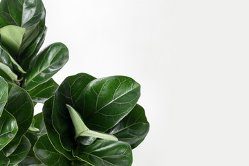 Wall Mural - fiddle-leaf fig plant on an off white background