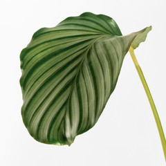 Wall Mural - Calathea Orbifolia leaves isolated on an off white background