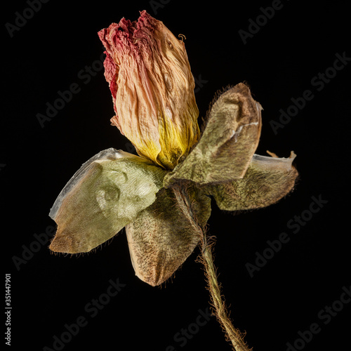 Quadri Fiori Secchi Immagini Per Arredo