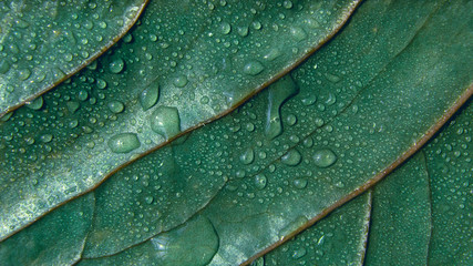 Wall Mural - green leaf textured background with droplets of water