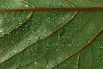 Wall Mural - green leaf textured background with droplets of water