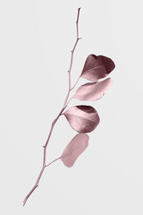 Wall Mural - eucalyptus round leaves painted in metallic pink mockup on an off white background