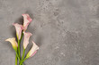 Flatlay pink white calla lilies on light gray textured background. Flat lay, top view, copy space. Spring, fresh, nature. Creative minimal, floristic shop Woman's Day Mother's St. Valentine's Day