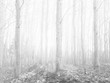 Misty Aspen Tree Forest in Black and White