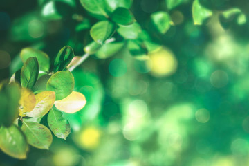 Wall Mural - green leaves background with design space