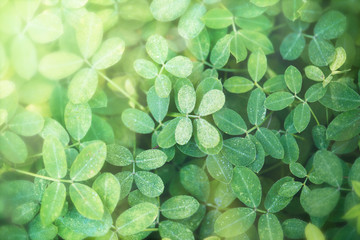 Wall Mural - green leaves background with design space