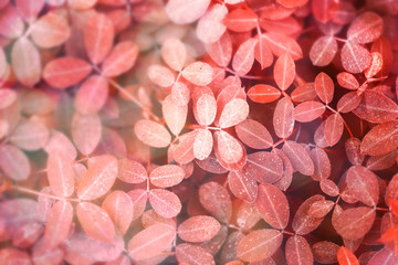Wall Mural - autumnal red leaves background